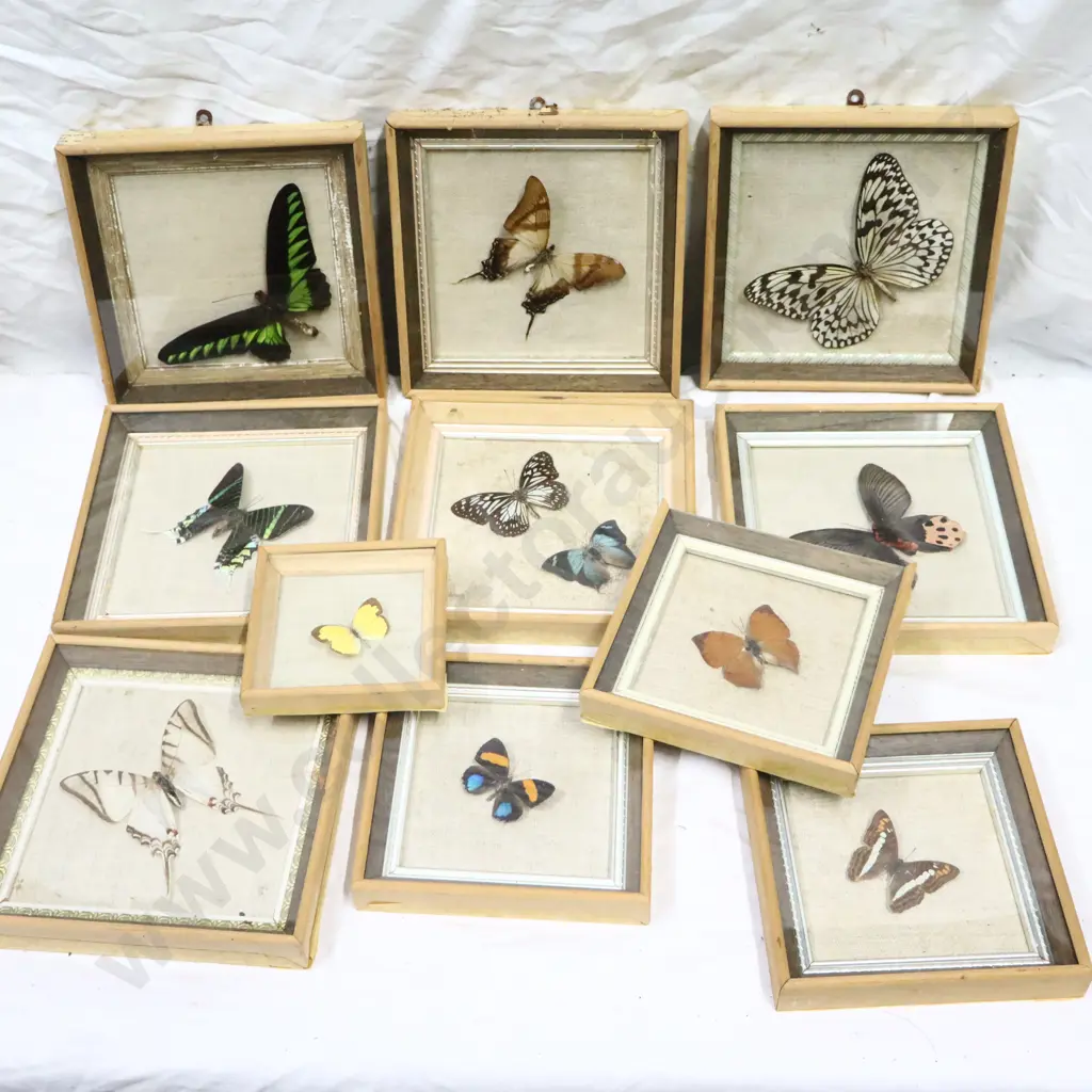 A Collection of Framed Butterflies Image 1++