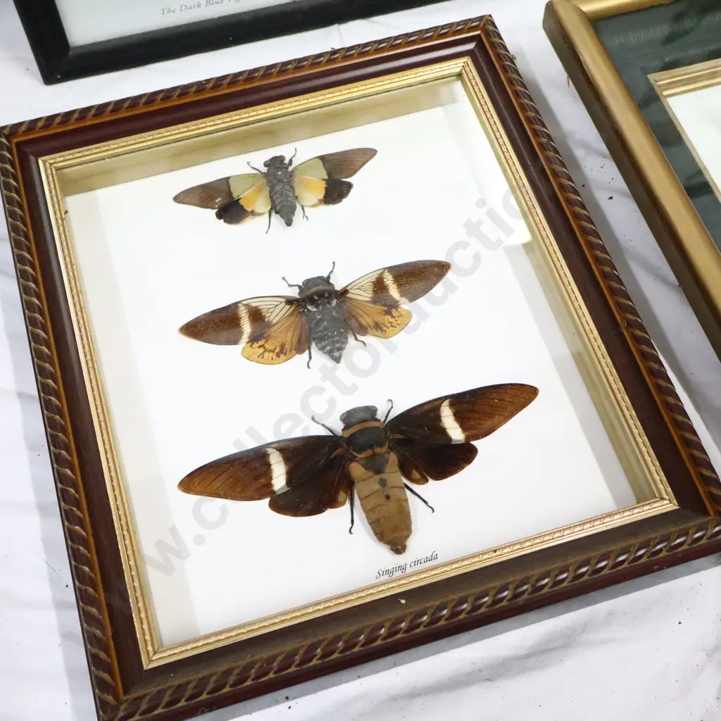A Collection of Framed Butterflies, Singing Cicada's and A  Bat Image 1++