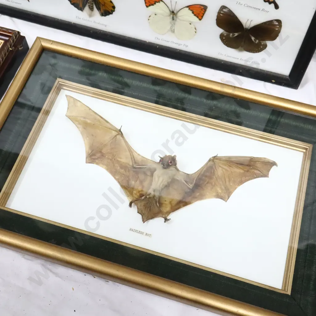 A Collection of Framed Butterflies, Singing Cicada's and A  Bat Image 1++