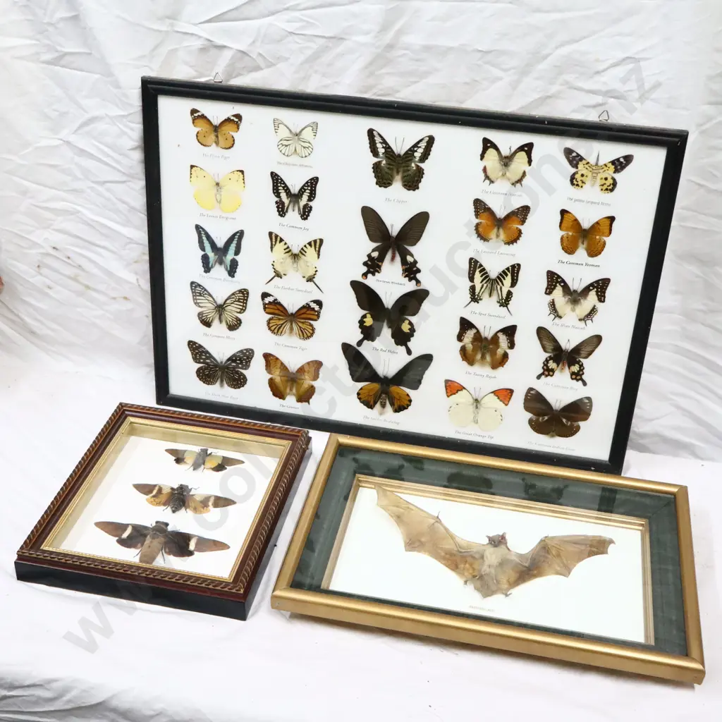 A Collection of Framed Butterflies, Singing Cicada's and A  Bat Image 1++