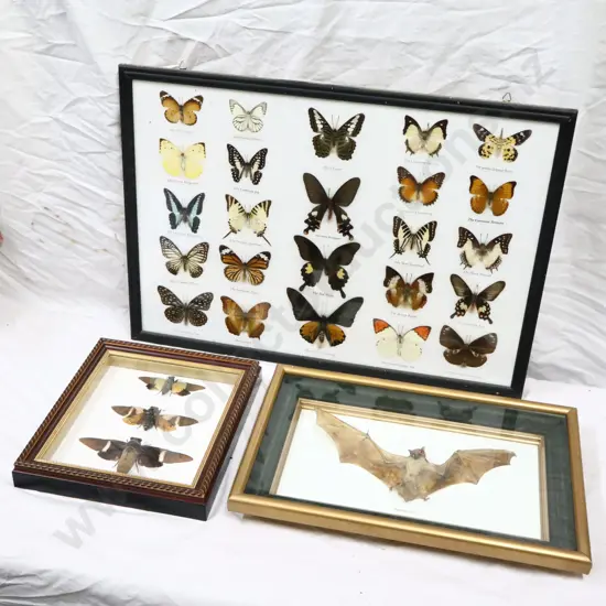 A Collection of Framed Butterflies, Singing Cicada's and A  Bat