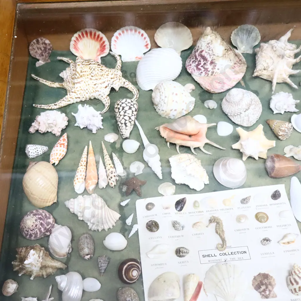 Seashells, Kauri Gum Snails And Crystals Collection Image 1++