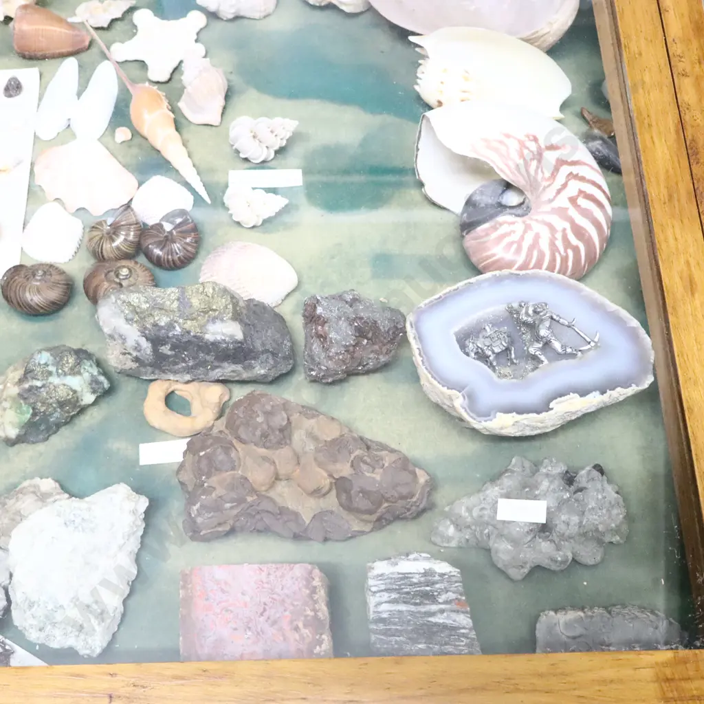 Seashells, Kauri Gum Snails And Crystals Collection Image 1++
