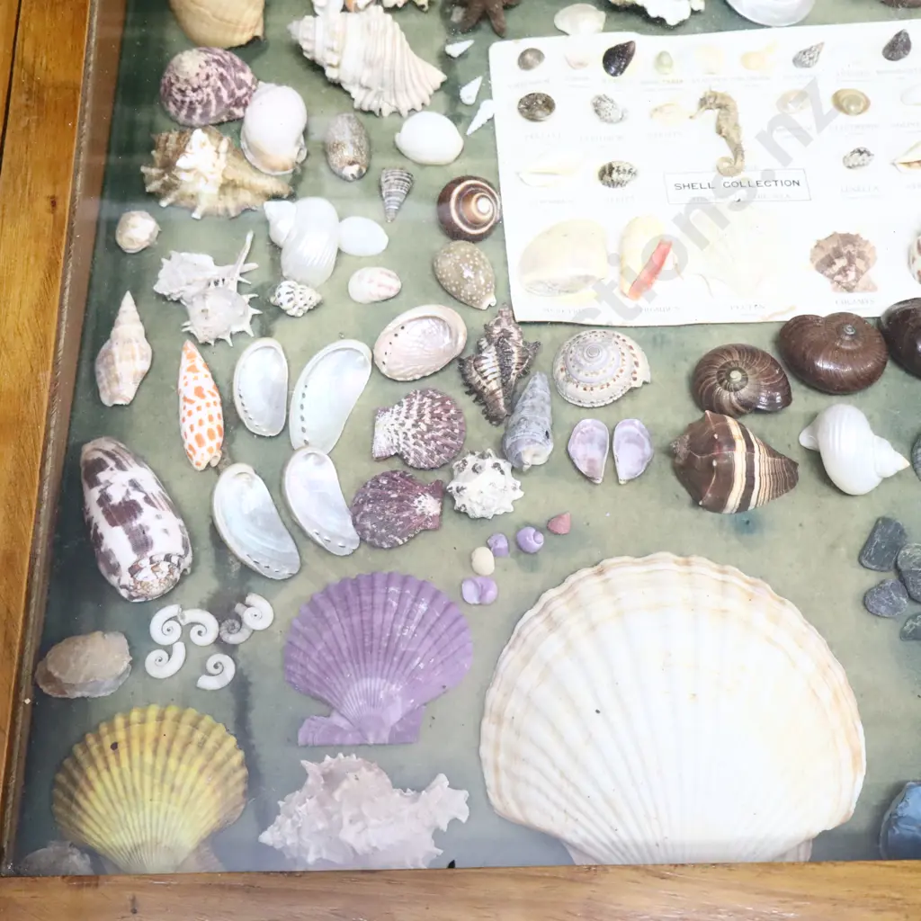 Seashells, Kauri Gum Snails And Crystals Collection Image 1++