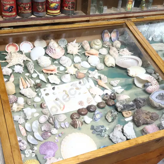 Seashells, Kauri Gum Snails And Crystals Collection
